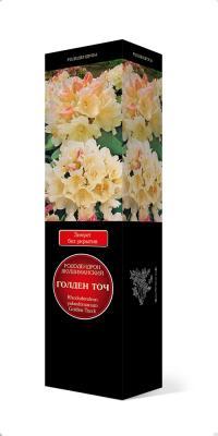 Рододендрон якушиманский Голден Точ/ЦКорЛюкс в интернет гипермаркете «Планета Лета». Фото
