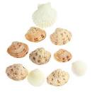 Ракушек набор 130гр в интернет гипермаркете «Планета Лета». Фото