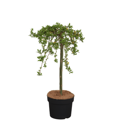 Ива ползучая Iona штамб, Гор13, Выс40 в интернет гипермаркете «Планета Лета». Фото