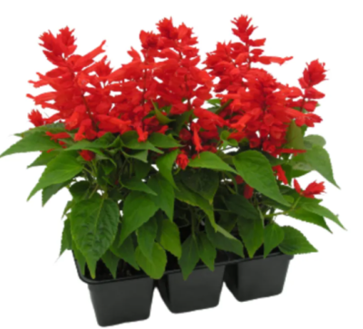 Сальвия клаета (1*6) М в интернет гипермаркете «Планета Лета». Фото