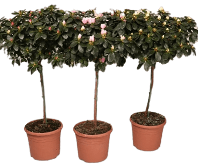 Рододендрон Mix on stam, Гор12, Выс40 в интернет гипермаркете «Планета Лета». Фото