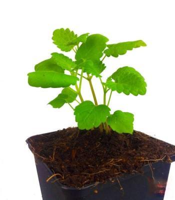 Котовник, Гор13 М в интернет гипермаркете «Планета Лета». Фото