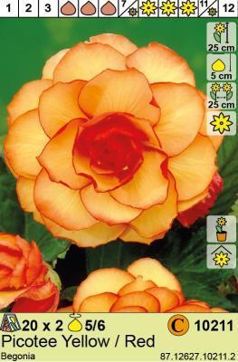 STA Бегония Picotee Yellow/Red (x2) Holland Bulb Market в интернет гипермаркете «Планета Лета». Фото STA Бегония Picotee Yellow/Red (x2) в интернет гипермаркете «Планета Лета». Фото