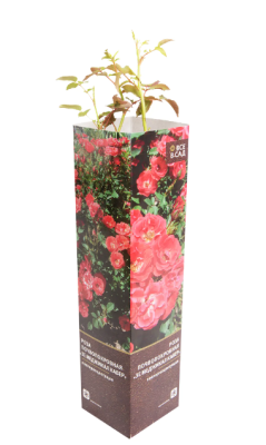 Роза почвопокровная Зе Меджикал Кавер 7Ц в интернет гипермаркете «Планета Лета». Фото