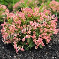 Вейгела цветущая Олл Саммэ Пич П в интернет гипермаркете «Планета Лета». Фото