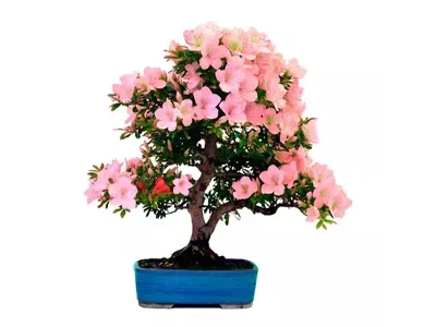 Бонсаи Mix - цветущие, Гор20, Выс40 в интернет гипермаркете «Планета Лета». Фото