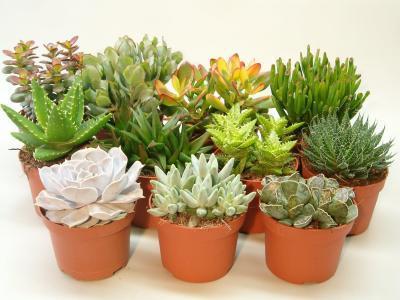 Суккуленты Mix, Гор8, Выс20 в интернет гипермаркете «Планета Лета». Фото