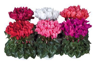 Цикламен Mix, Гор10, Выс20, I в интернет гипермаркете «Планета Лета». Фото