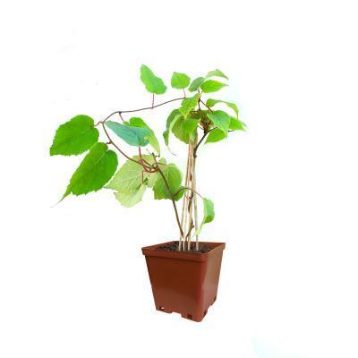 Актинидия Джамбо 2-летка С2 Н30 в интернет гипермаркете «Планета Лета». Фото