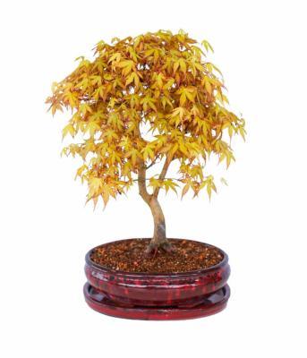 Бонсаи Клен пальм. Katsura, Гор24, Выс40 в интернет гипермаркете «Планета Лета». Фото