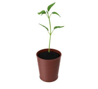 Финик /зизифус/ Хурман 2-летка С2 Выс30 в интернет гипермаркете «Планета Лета». Фото