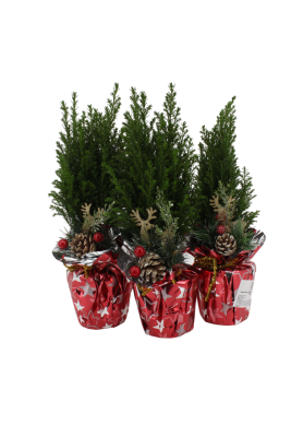 Кипарисовик Л.Ellwoodii, Гор13, Выс30-40 Б Праздничная упаковка 5 в интернет гипермаркете «Планета Лета». Фото