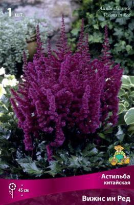 Астильба китайская Вижнс ин Ред/К в интернет гипермаркете «Планета Лета». Фото