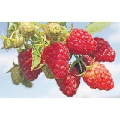 Малина ремонтантная Красная гвардия Гор19 М в интернет гипермаркете «Планета Лета». Фото