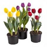 Тюльпан, Гор12, Выс20 в интернет гипермаркете «Планета Лета». Фото