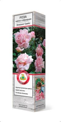 Роза чайно-гибридная Эмезинг Грейс П в интернет гипермаркете «Планета Лета». Фото