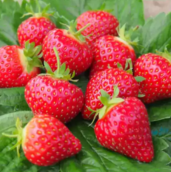 Рассада Земляника крупноплодная Хоней Гор9 М в интернет гипермаркете «Планета Лета». Фото
