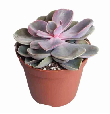 Эчеверия Pearls, Гор9, Выс5 в интернет гипермаркете «Планета Лета». Фото