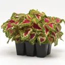 Колеус клаета (1*6) м в интернет гипермаркете «Планета Лета». Фото