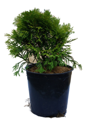 Туя склад.Grune Kugel, Гор29, Выс40 в интернет гипермаркете «Планета Лета». Фото