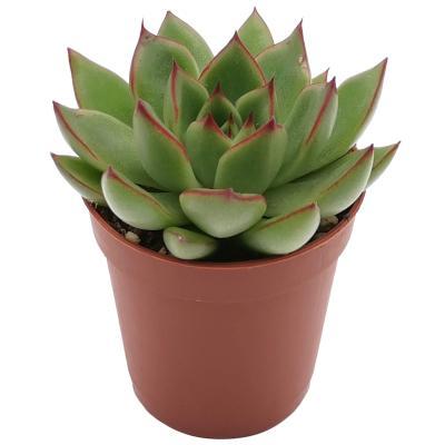 Эчеверия, Гор12, Выс10 в интернет гипермаркете «Планета Лета». Фото