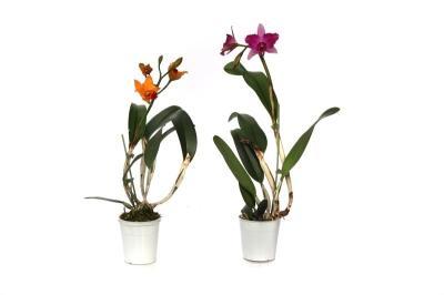 Каттлея, Гор12, Выс50 в интернет гипермаркете «Планета Лета». Фото