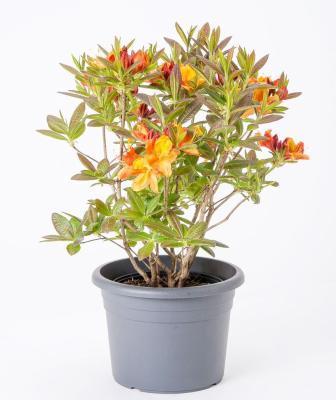 Рододендрон Luteum/желтый, Гор23, Выс40 в интернет гипермаркете «Планета Лета». Фото