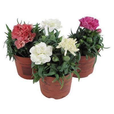 Гвоздика микс, Гор11, Выс20 в интернет гипермаркете «Планета Лета». Фото