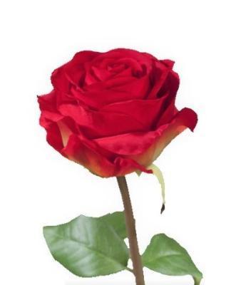 Роза Соло Нью большая красная в-72 см, бутон в-7, д-10 см 12/48 30.0612100RD в интернет гипермаркете «Планета Лета». Фото