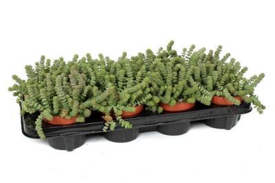 Крассула Marnieriana, Гор,10, Выс13 в интернет гипермаркете «Планета Лета». Фото