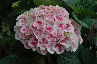 Гортензия крупнолистная Марс 7Ц (туба) в интернет гипермаркете «Планета Лета». Фото