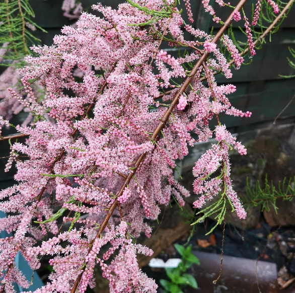 Тамарикс четырехтычинковый Тетрандра/ЦКор в интернет гипермаркете «Планета Лета». Фото