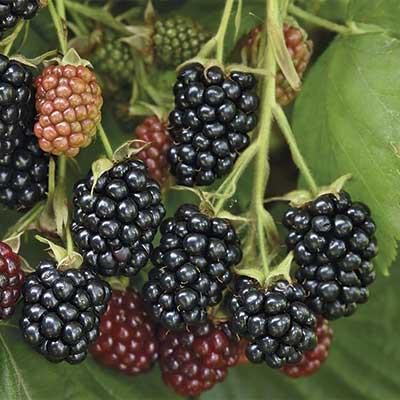 Ежевика Хевен Кэн Вэйт (Небеса могут подождать)/ЦКорЛюкс П в интернет гипермаркете «Планета Лета». Фото