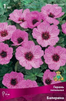 Герань пепельная Балерина/К Питомник растений в интернет гипермаркете «Планета Лета». Фото Герань пепельная Балерина/К в интернет гипермаркете «Планета Лета». Фото