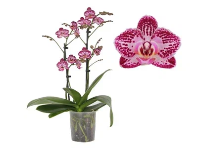 Фаленопсис 2 pp Multiflora Coco, Гор12, Выс50 в интернет гипермаркете «Планета Лета». Фото