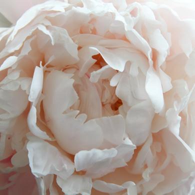 Пион травянистый Ширли Темпл 7Ц в интернет гипермаркете «Планета Лета». Фото